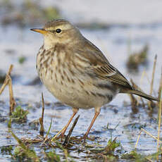 Pipit spioncelle