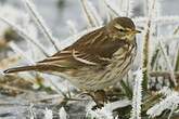 Pipit spioncelle