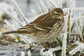 Water Pipit