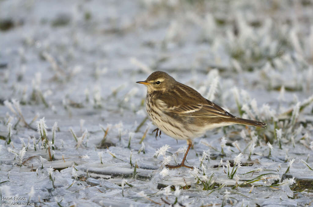 Pipit spioncelle2ème année, identification