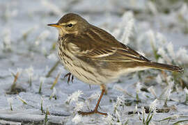 Water Pipit