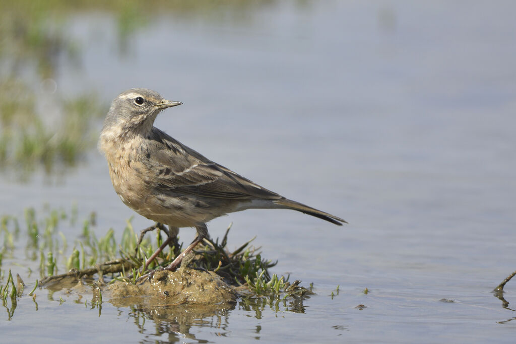 Pipit spioncelleadulte nuptial, identification