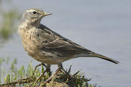 Water Pipit