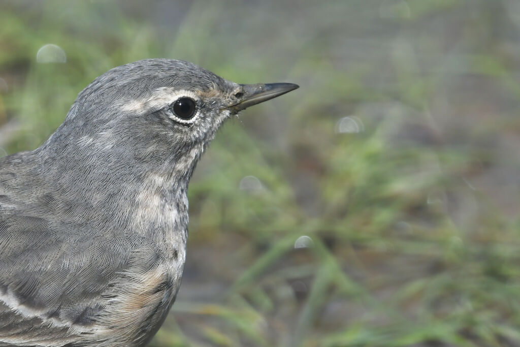 Pipit spioncelleadulte nuptial, portrait