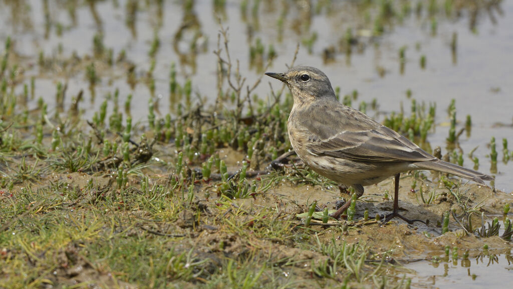 Water Pipitadult breeding, identification