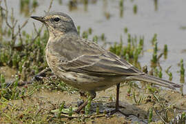 Water Pipit