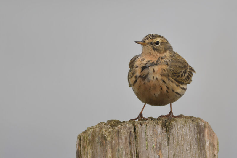 Pipit spioncelleadulte nuptial, identification