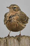 Pipit spioncelle