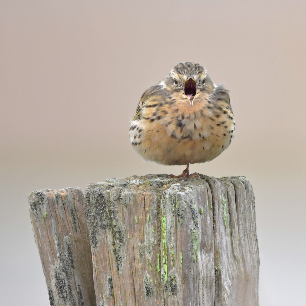 Pipit spioncelleadulte nuptial, identification, chant