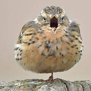 Water Pipit