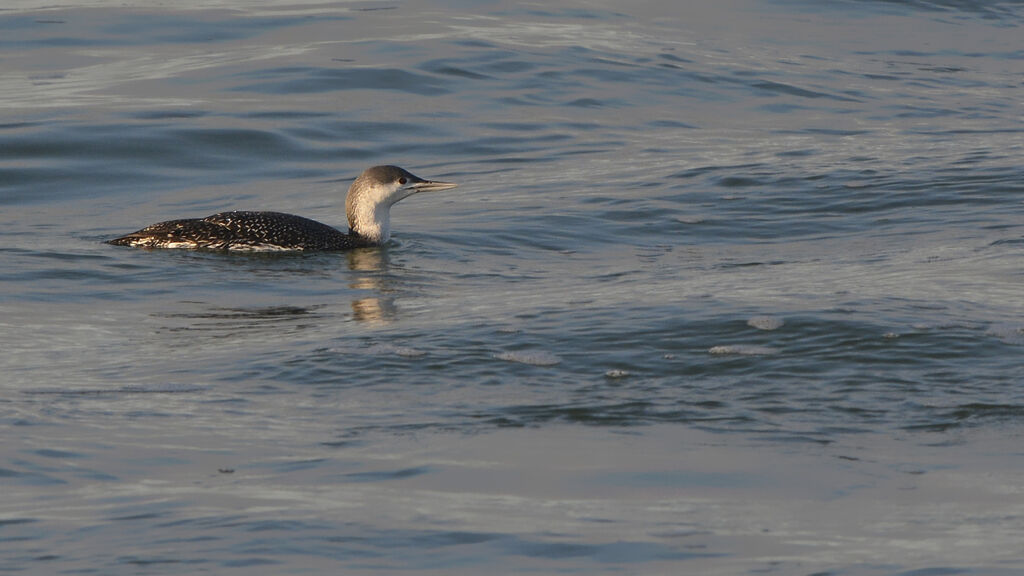 Plongeon catmarinadulte, identification