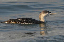 Red-throated Loon