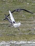 Grey Plover