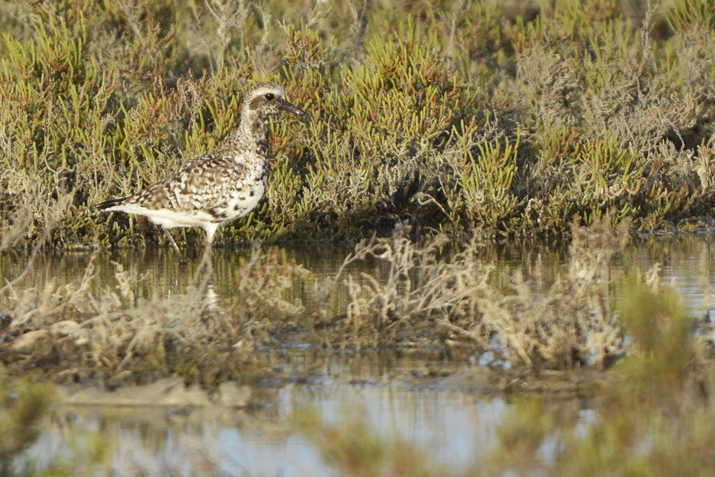 Grey Plover