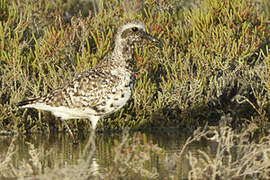 Grey Plover