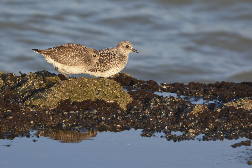 Grey Ploveradult post breeding, identification