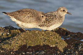 Grey Plover