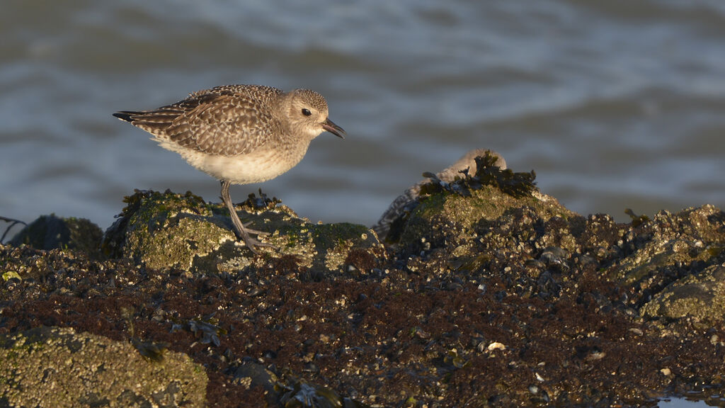 Grey Ploveradult post breeding, identification