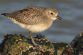 Grey Plover