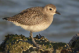 Grey Plover