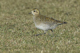 European Golden Plover