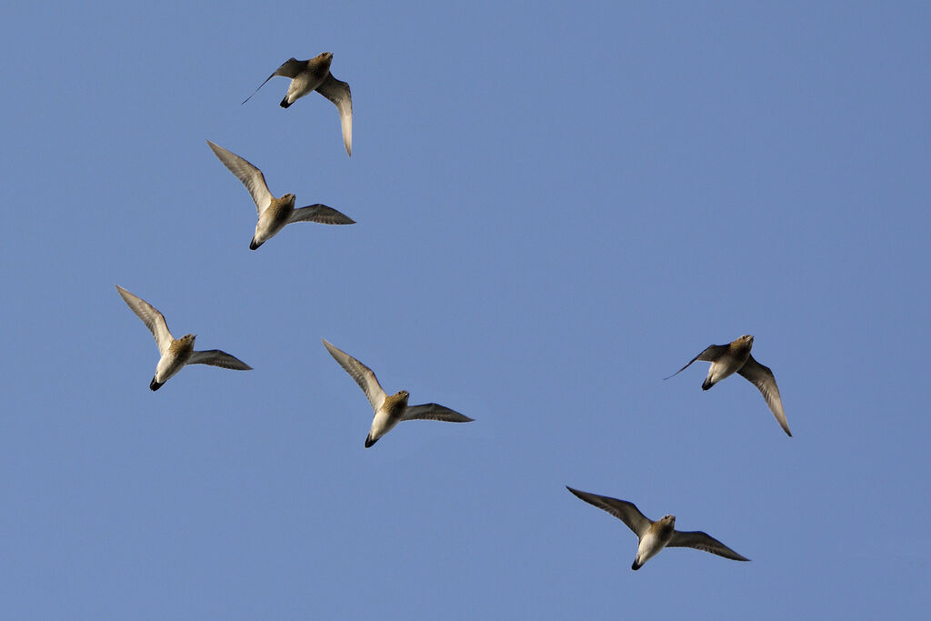 European Golden Plover, Flight