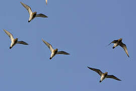 European Golden Plover