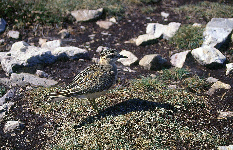 Eurasian Dotterel