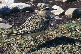 Eurasian Dotterel