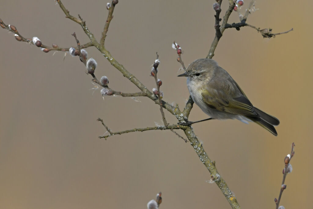 Pouillot de Bonelliadulte, identification