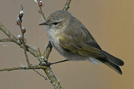 Western Bonelli's Warbler