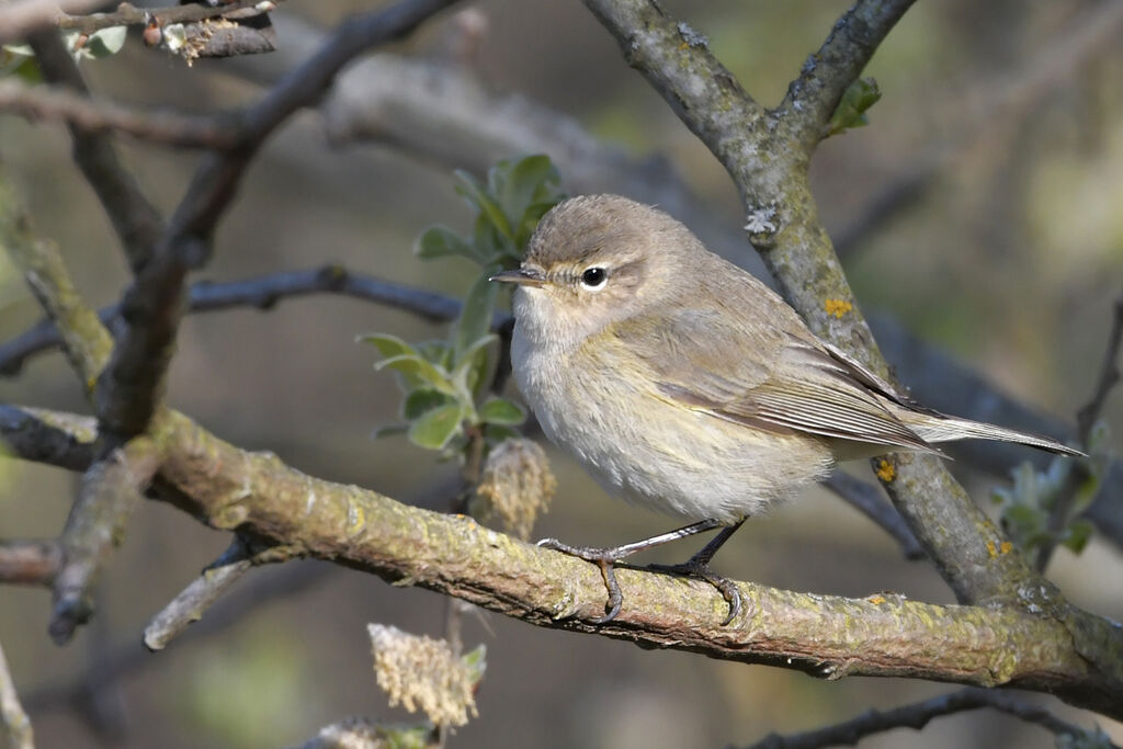 Pouillot de Sibérieadulte, identification