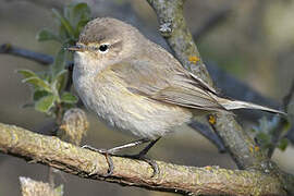 Common Chiffchaff (tristis)