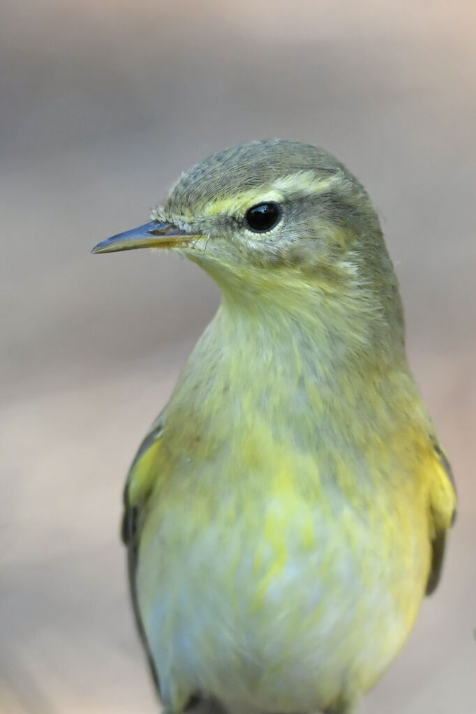 Willow Warbleradult, close-up portrait