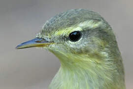 Willow Warbler