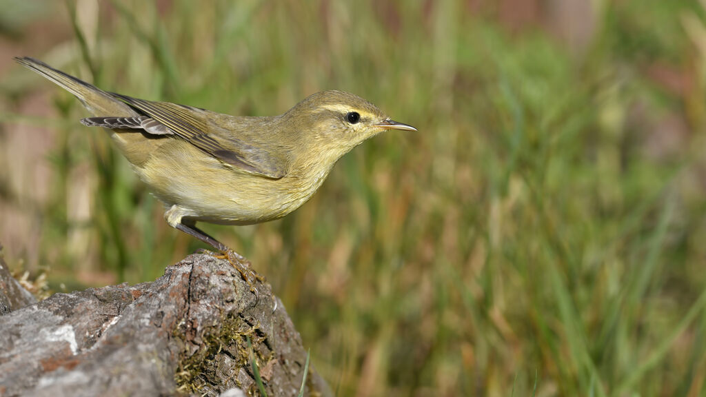 Willow Warbleradult, identification