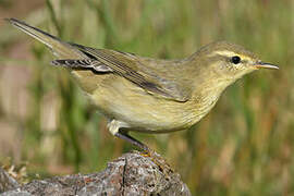 Willow Warbler