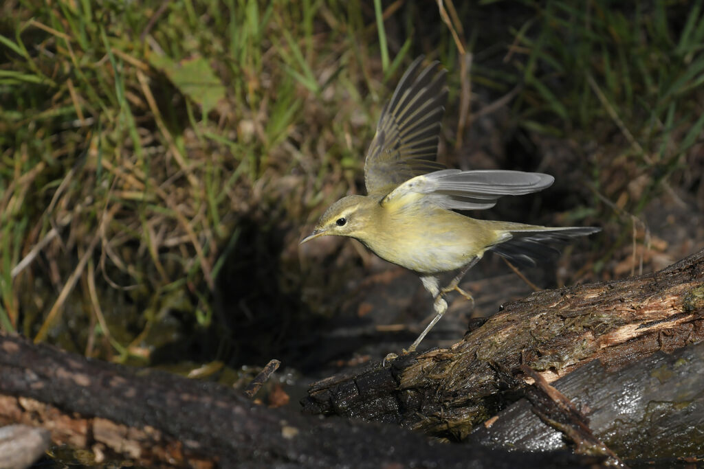 Willow Warbleradult, identification