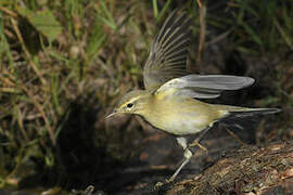 Willow Warbler