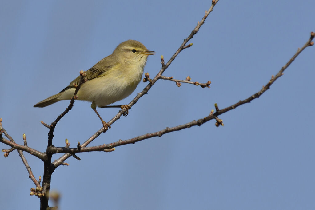 Willow Warbler