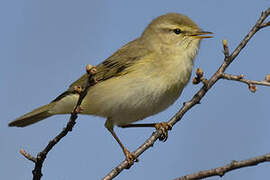 Willow Warbler