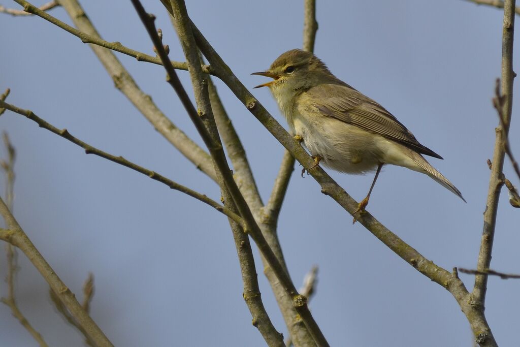 Pouillot fitis, identification