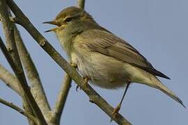 Willow Warbler