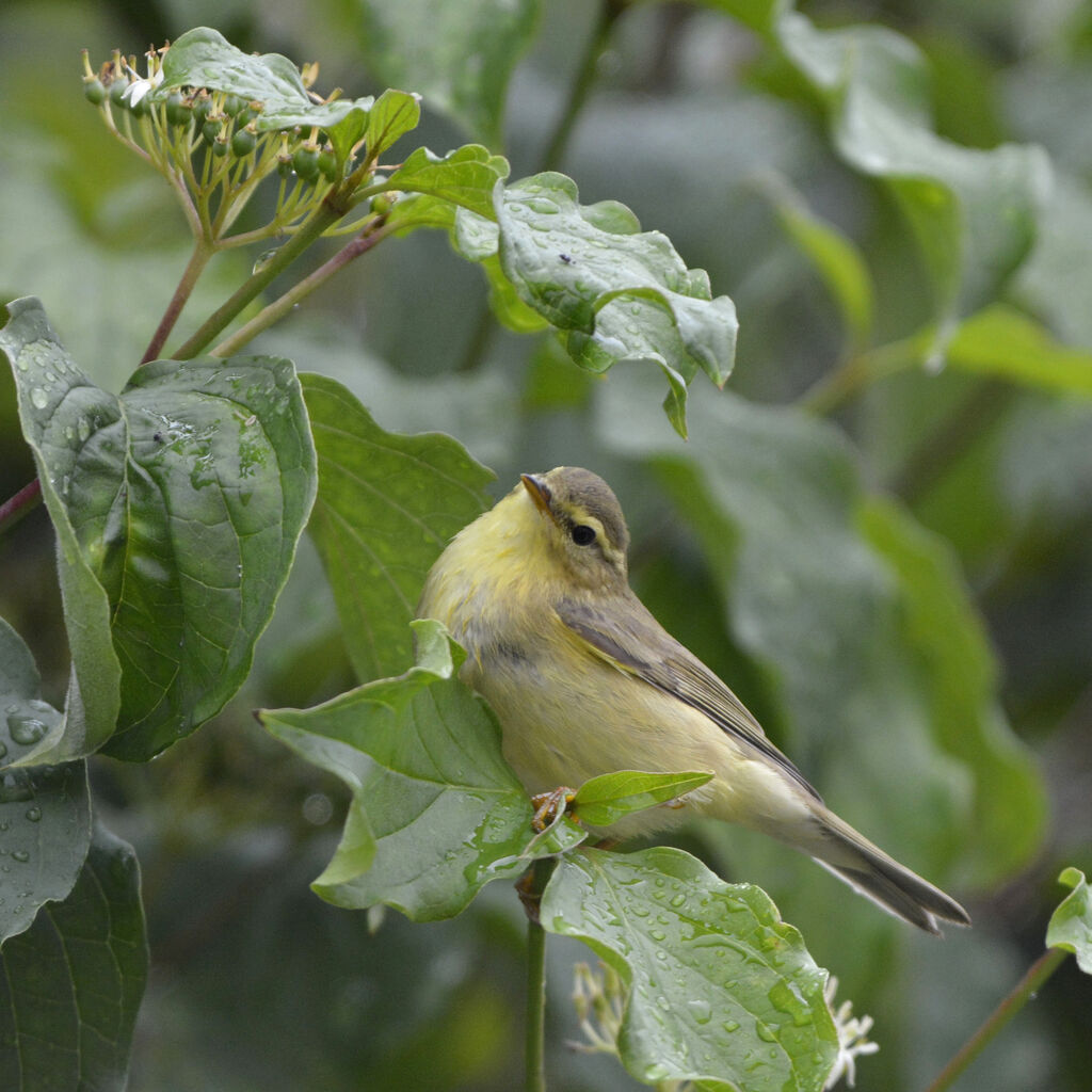 Willow Warbler