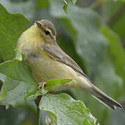 Willow Warbler