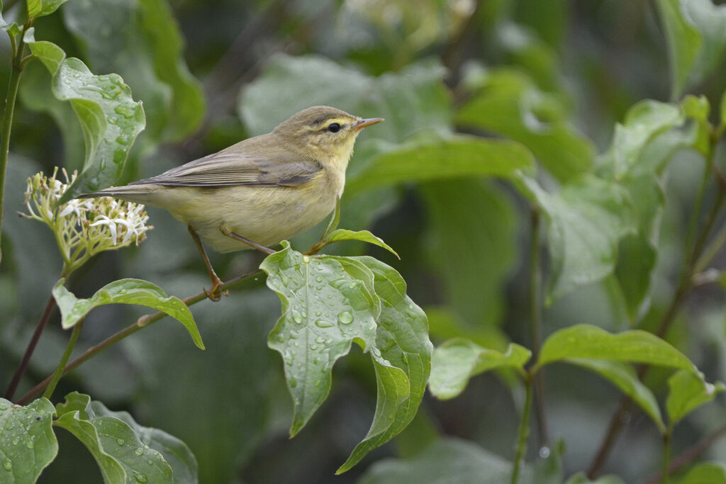 Willow Warbler, identification