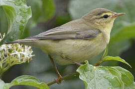 Willow Warbler