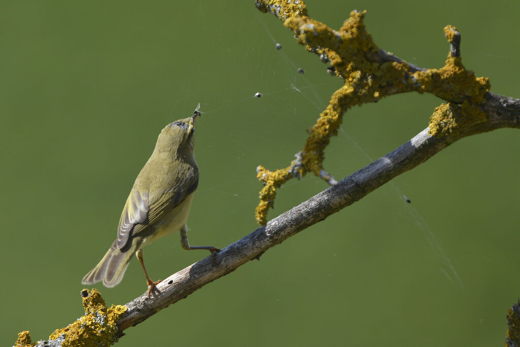 Willow Warbler, feeding habits