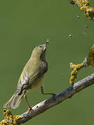 Willow Warbler