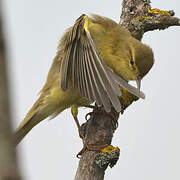 Willow Warbler